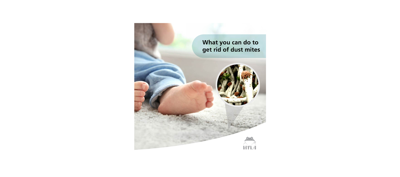 The horrors of dust mites and what you can do about it.